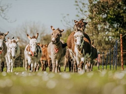 A group of donkeys running through a grassy field.