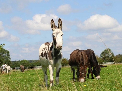 An image of a skewbald donkey standing in a field looking toward camera while a brown donkey grazes next to them.