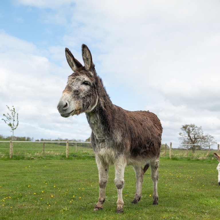 A brown and grey donkey stood in a field