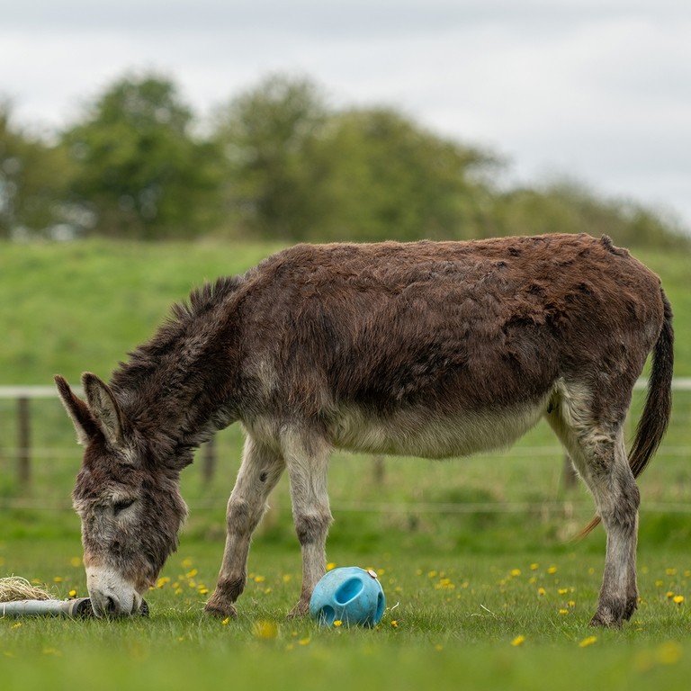 A brown and grey donkey stood in a field