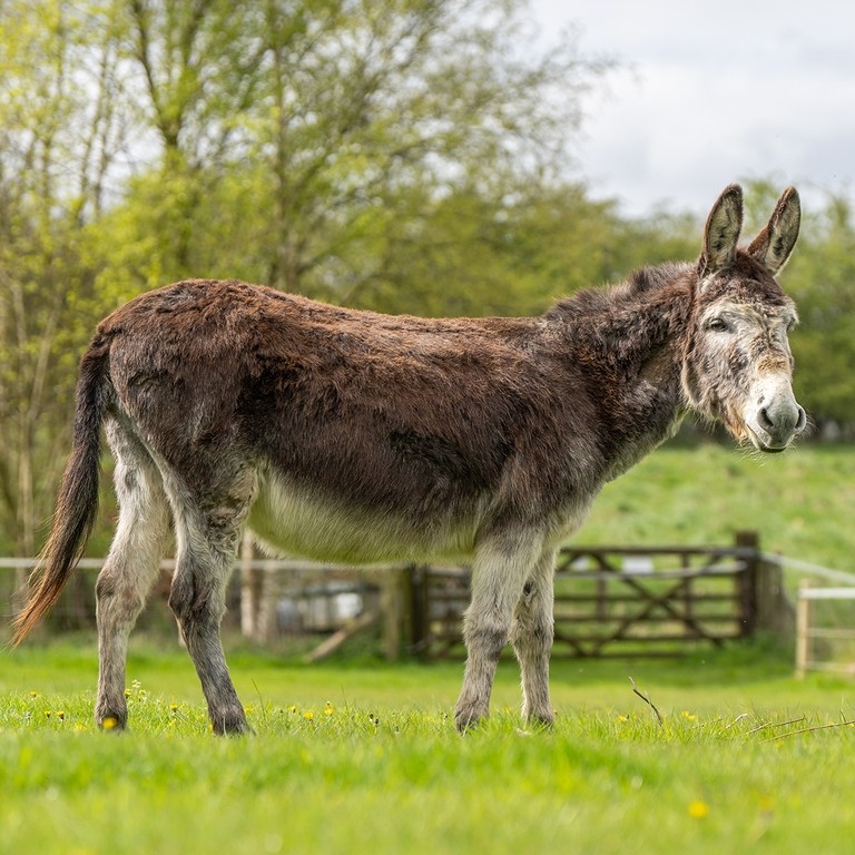 A brown and grey donkey stood in a field