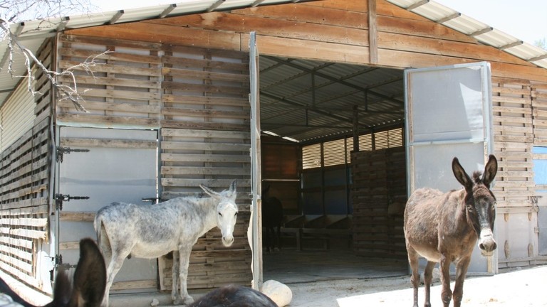 Two donkeys stood by a shelter in Cyprus