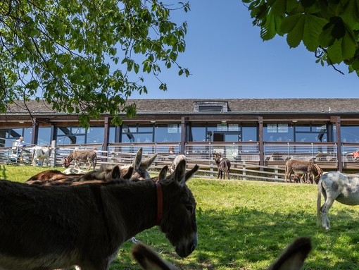 An image of a group of donkeys in an outside paddock in front of a balcony with seating and building with glass windows.
