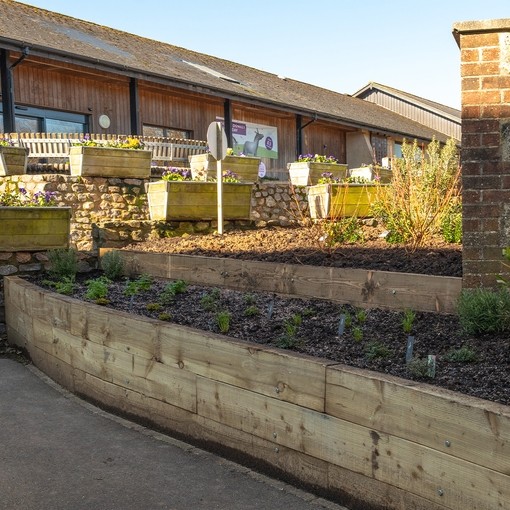 An image of long wooden flower beds filled with soil and small green herbs. 
