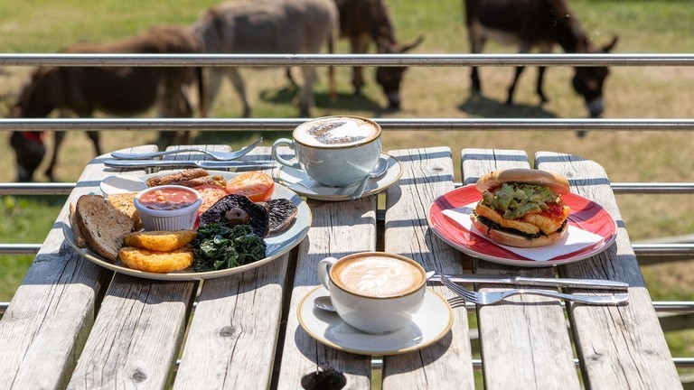 An image of a cooked breakfast, a breakfast bagel and two coffees on an outdoor wooden bench with donkeys grazing in the background.