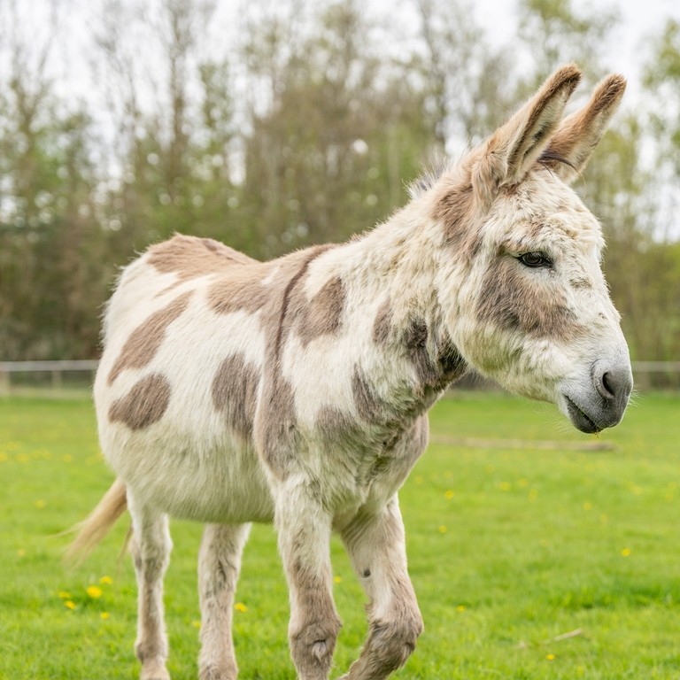 A skewbald donkey in a field