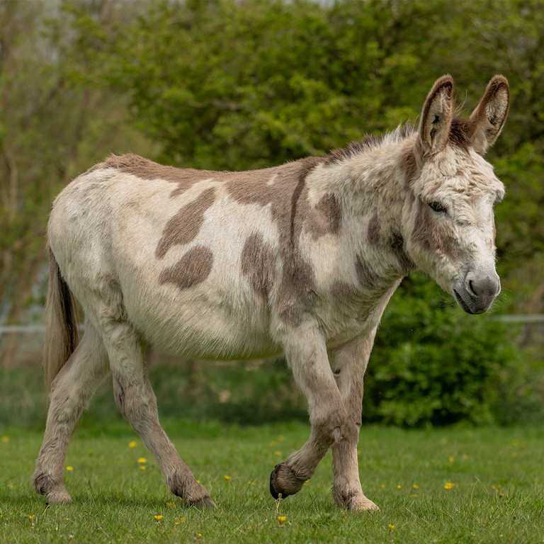 A skewbald donkey in a field