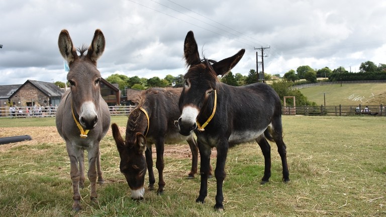 Two dark brown donkeys and a grey donkey at The Donkey Sanctuary Sidmouth