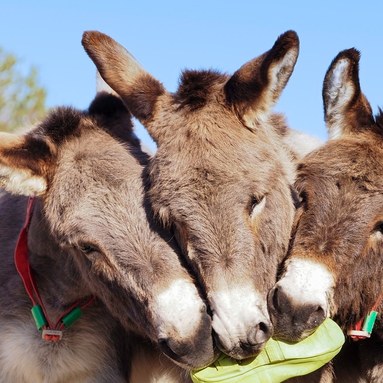 An image of three light grey donkeys holding a welly boot between them.