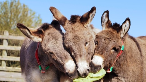 An image of three light grey donkeys holding a welly boot between them.