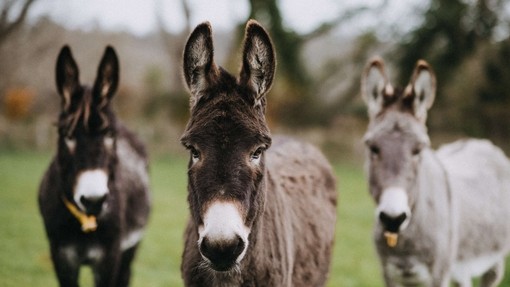 One grey and two brown donkeys stand together in a field staring straight ahead.