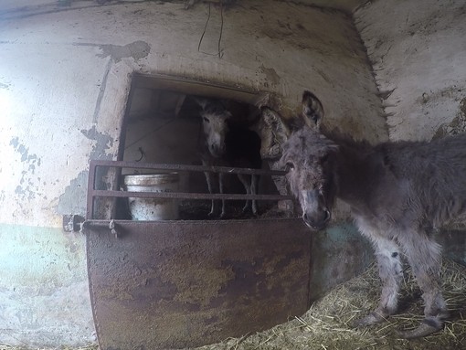 Timmy and Tommy standing in a stable before being rescued.