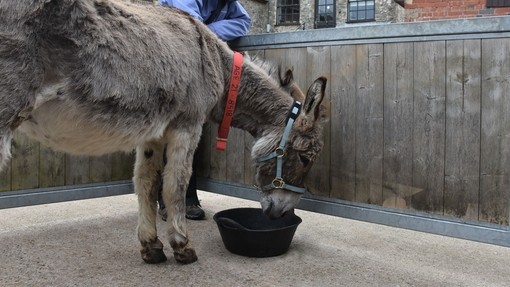 Donkey Toby being fed.