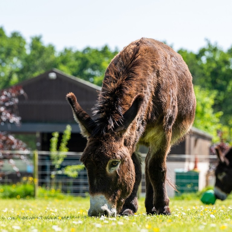 A dark brown donkey stood in a field