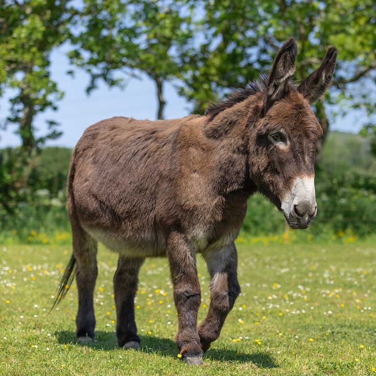 A dark brown donkey stood in a field
