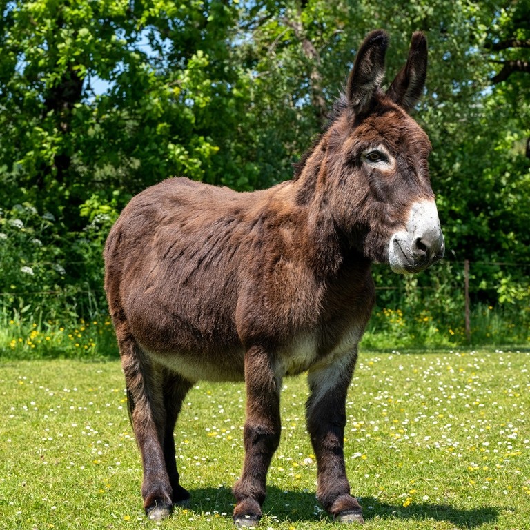 A dark brown donkey stood in a field