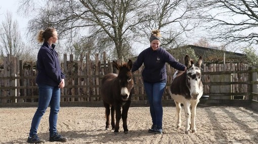 Two Donkey Assisted Activities staff standing in the yard with a brown donkey and a skewbald donkey.
