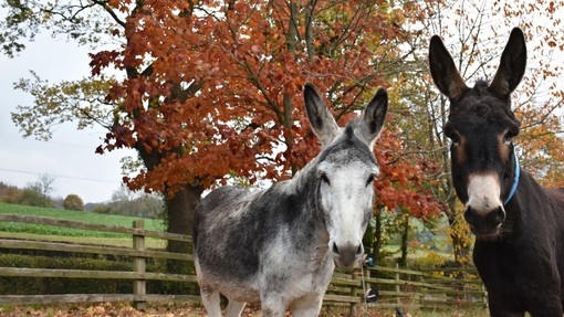 A grey and white donkey and a dark brown donkey looking ahead with a autumnal orange leafed tree behind them