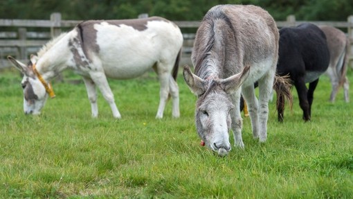 An image of a grey donkey and a white donkey grazing in a grass paddock.