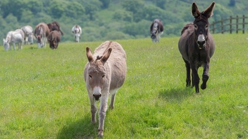 A dark brown donkey and a grey donkey walking in a field with a group of donkeys behind them
