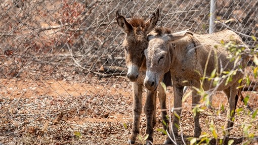 Two light brown donkeys standing next to each other and touching heads in front of a mental chain link fence.