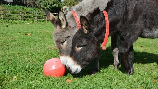Harry and friend playing with a ball