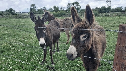 Two brown donkeys looking out from a barbed wire fence