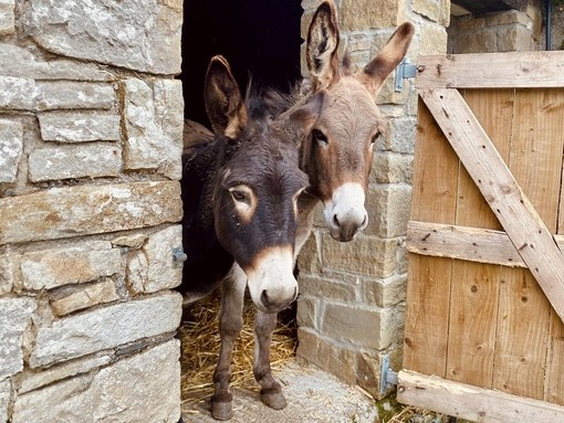 An image of a small brown donkey and a grey donkey looking out from the entrance of a stone shelter.