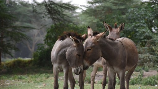 An image of two grey donkeys touching heads in a open wooded environment.