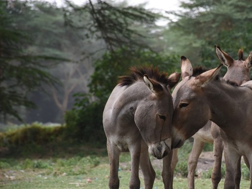 An image of two grey donkeys touching heads in a open wooded environment.