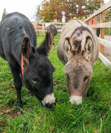 An image of a black and a grey miniature donkeys grazing in their paddock.