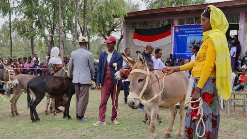 Donkey owners 30th anniversary hero