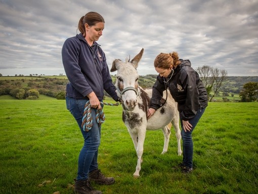 An image of two women stood on either side of a white and brown skewbald donkey in a grass paddock performing a veterinary check.