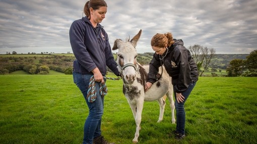An image of two women stood on either side of a white and brown skewbald donkey in a grass paddock performing a veterinary check.