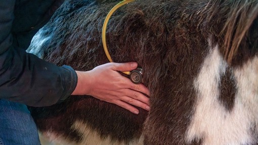 A vet checking a donkey with a stethoscope.