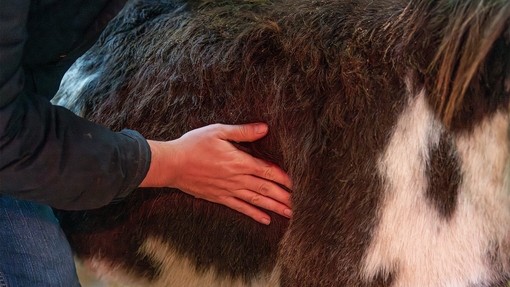 A vet using their hand to check the body of a brown and white donkey