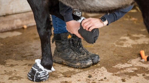 Vet checking a donkeys hooves