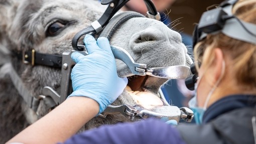 A vet checking a donkey's teeth