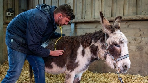 Vet examining donkey.