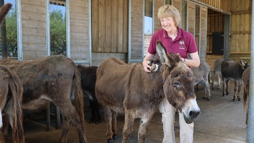 An image of an older women wearing a burgundy top grooming a dark brown donkey outside a wooden stable.