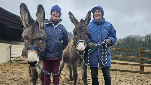An image of a man and women with two grey donkeys stood beside them in an outdoor sand paddock.