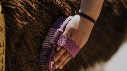 Volunteer brushing a donkey