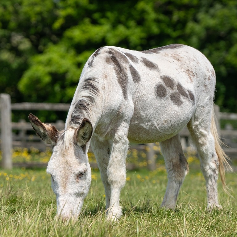 A skewbald donkey in a field with yellow flowers