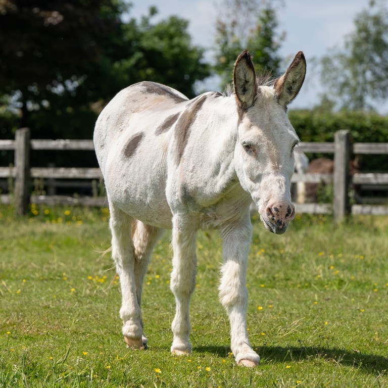 A skewbald donkey in a field with yellow flowers