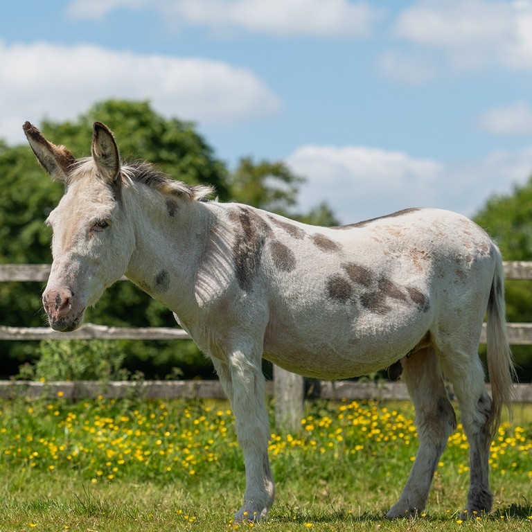 A skewbald donkey in a field with yellow flowers