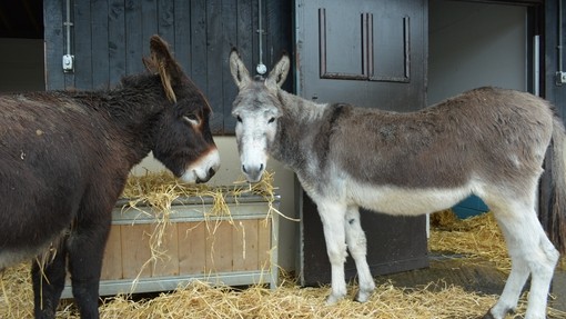 An image of a grey and dark brown donkey standing next to a feeding trough filled with straw.