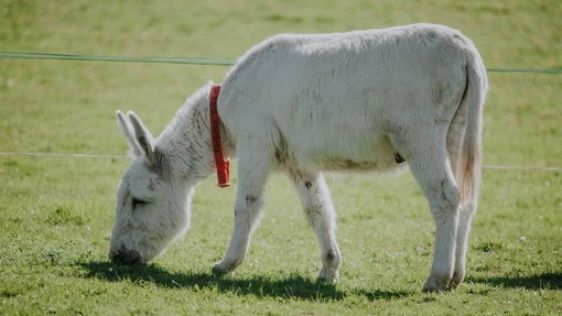 White coloured donkey.