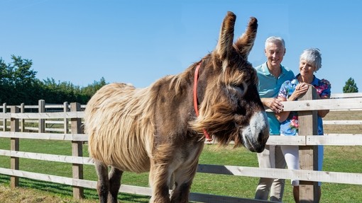 A couple admiring a Poitou donkey