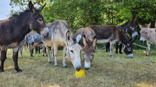 An image of a herd of donkeys enjoying a couple of ice block enrichment in a outdoor paddock.