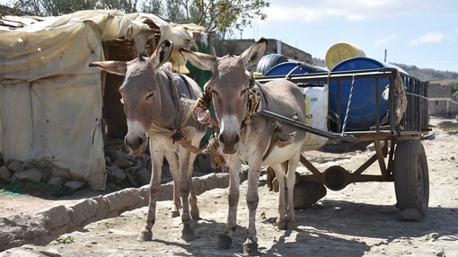 Two donkeys pulling a cart with large blue barrels on in Kenya.